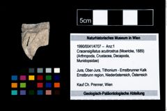 Foto (Objekt + Etikett) von Cracensigillatus acutirostrus (Moericke, 1889)  (NHMW-GEO-1990-0041-4707)